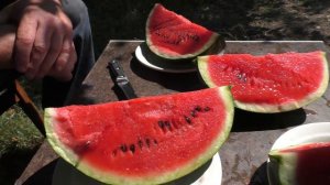 Как Выбрать Арбуз на Бахче 😍 Что надо Делать , чтобы Арбузы Выросли Сладкими !? 👍
