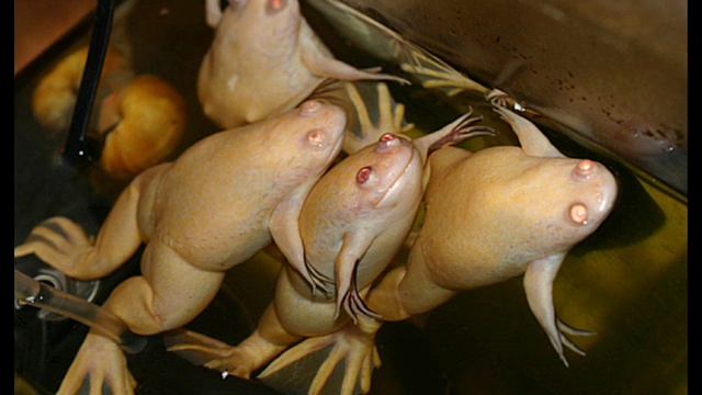 шпорцевые лягушки смотреть онлайн