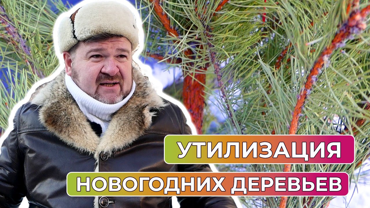Как правильно и куда утилизировать зеленую красавицу