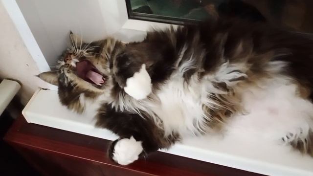 Василий ?