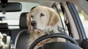 Субару с собакой - реклама