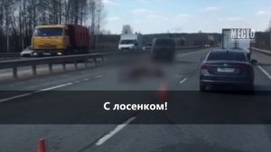 Лосиха и лосенок погибли в ДТП