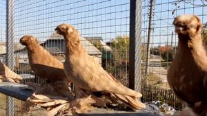 Голуби Узбекские двухчубые наваты