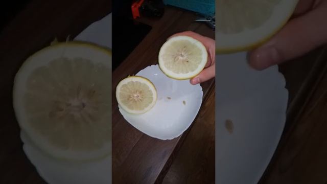 Лимон Пандероза в разрезе смотреть онлайн