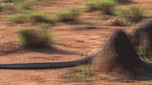 Черная мамба против Мангуста! Бой насмерть!