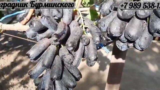 СОРТ ВИНОГРАДА АВАТАР. смотреть онлайн