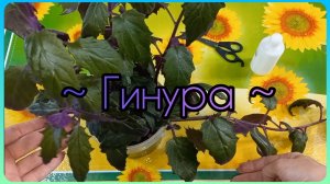 Всё о ГИНУРЕ?Уход в домашних условиях?Освещение?Полив?Грунт?Размножение?Формирование