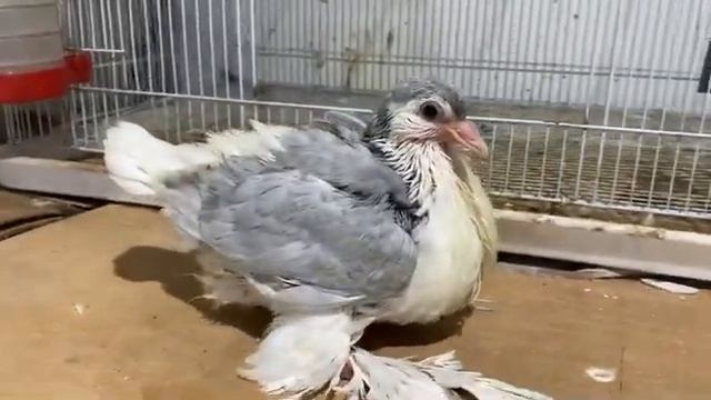 Lavender chick growing up смотреть онлайн