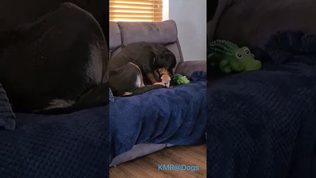 Проснулся отцовский инстинкт🥰☺️ ( видео про собак и кошек )