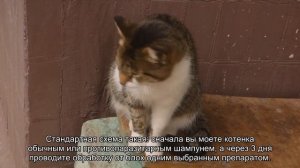 Как вывести блох у котенка?