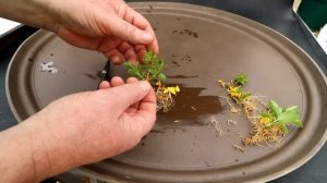 Planting My Forsythia Cuttings, The Bonsai Zone, April 2023