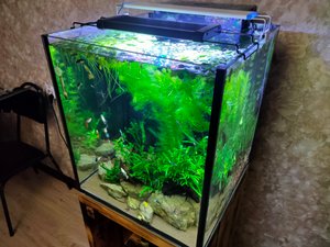 Аквариум куб отчёт 17.01.2024 г. Водоросли, освещение, планы...