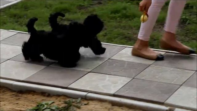 щенки ши-тцу черного окраса из питомника Чесвет Лайн смотреть онлайн