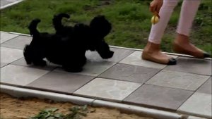 щенки ши-тцу черного окраса из питомника Чесвет Лайн