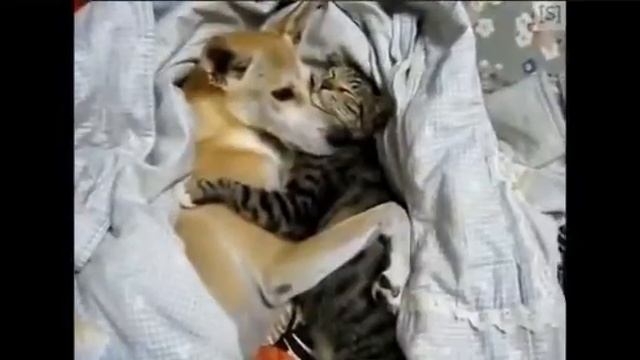 Эти забавные животные смотреть онлайн