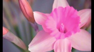 Новое сердце из тканей живых