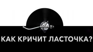 Как кричит ласточка? ?️ Звук кричащей ласточки и какие звуки издает ласточка