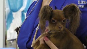 Породы собак, выведенные в России. Выпуск №2