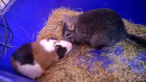 ШОК! шиншила не ровно дышит к морской свинке!