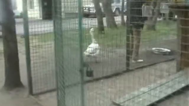 Марк Беднягин - Мое любимое животное - Гусь смотреть онлайн