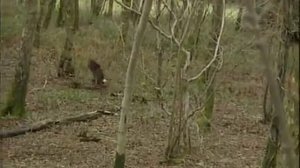 Соколиная охота