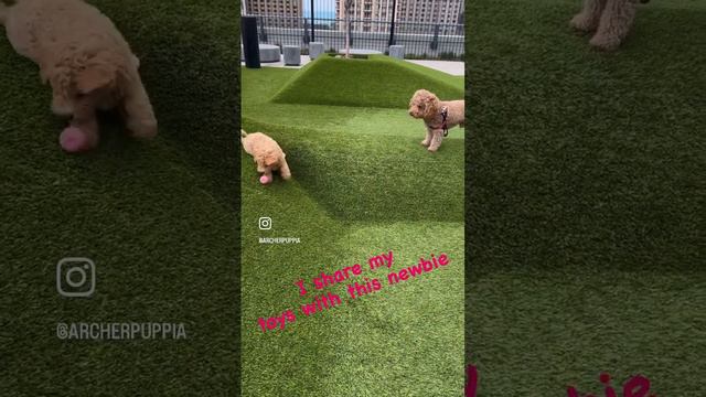 Puppy sharing his toys