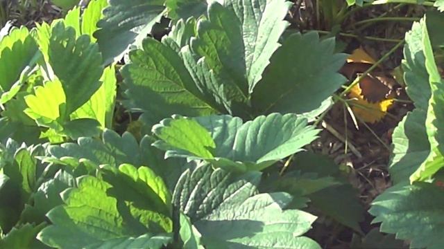 земляника чамора туруси в сибири смотреть онлайн