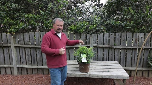 'Lemon Lime' Nandina - Super Low Maintenance Colorful Shrub смотреть онлайн