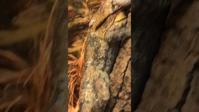 Frilled-Neck Lizard - Featherdale Wildlife Park