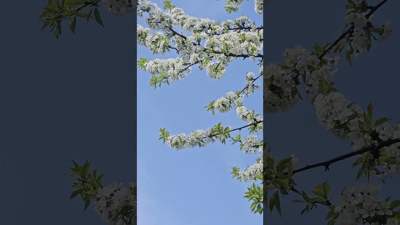 #весна #цветы #хорошеенастроение #красота #германия #нашивгермании