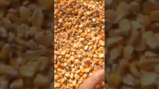 Кукуруза кормовая из Казахстана смотреть онлайн