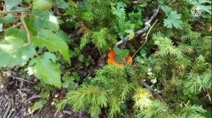 Былина. Илья Муромец и Соловей разбойник. Слушать былину