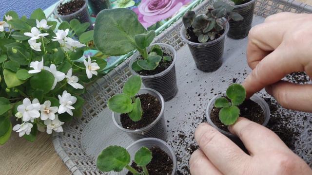 Відділяємо дітки фіалочок від листочка