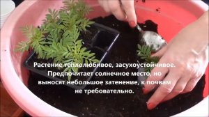 Выращиваем бархатцы Тайшан.