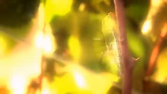 Появление бабочки из кокона смотреть онлайн