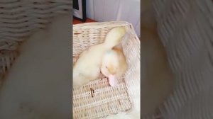 Как отличить мускусного утенка от других пород уток.