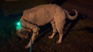 wolfhound sniffs & glows (new collar light) [2022-04-20]