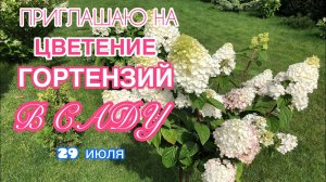 Цветение гортензий на наконец июля Серия ПАН разочарование и чудо природы! Они для горшков