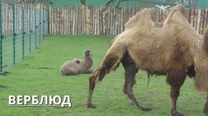 Сборник животные/Животные леса и домашние животные/Collection of animals