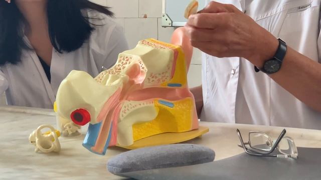 Орган слуха и гравитации смотреть онлайн