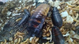 Мадагаскарские тараканы