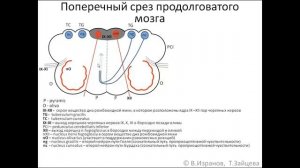 Medulla oblongata (продолговатый мозг)