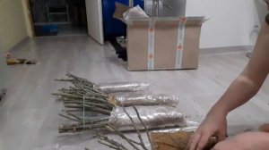 Саженцы роз нашего питомника, Сезон - весна 2023. Питомник роз Полины Козловой rozarium.biz