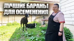 О баранах цвартблес. Высокоудойная порода овец.