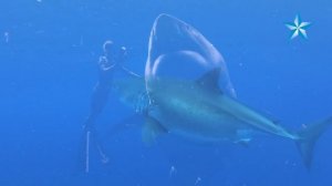 Giant great white shark thrills divers off Oahu