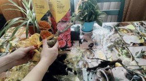 розы из коробок ч.2.mp4