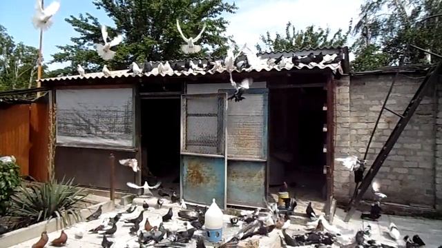 голуби, Троица, праздник и чужак20.06.21г. смотреть онлайн