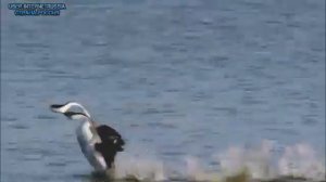 Белые розы🌹🌹🌹