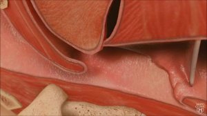 храп и обструктивное апноэ