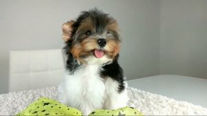 Бивер-йорк, собаки породы Бивер-йорк, видео о йорках, питомник биверов Снежное Королевство